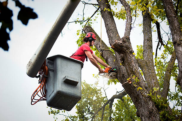 Why Choose Our Tree Removal Services in Browntown, PA?